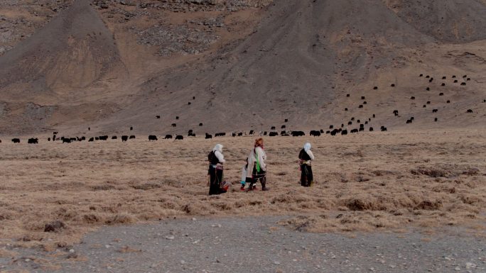 西藏 山南 牧民 放牧 牦牛