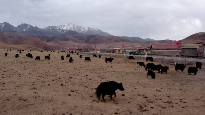 川西  航拍  雪山 冬季  牦牛 放牧