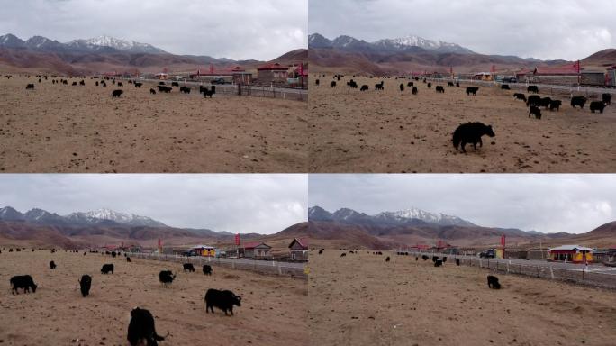 川西  航拍  雪山 冬季  牦牛 放牧