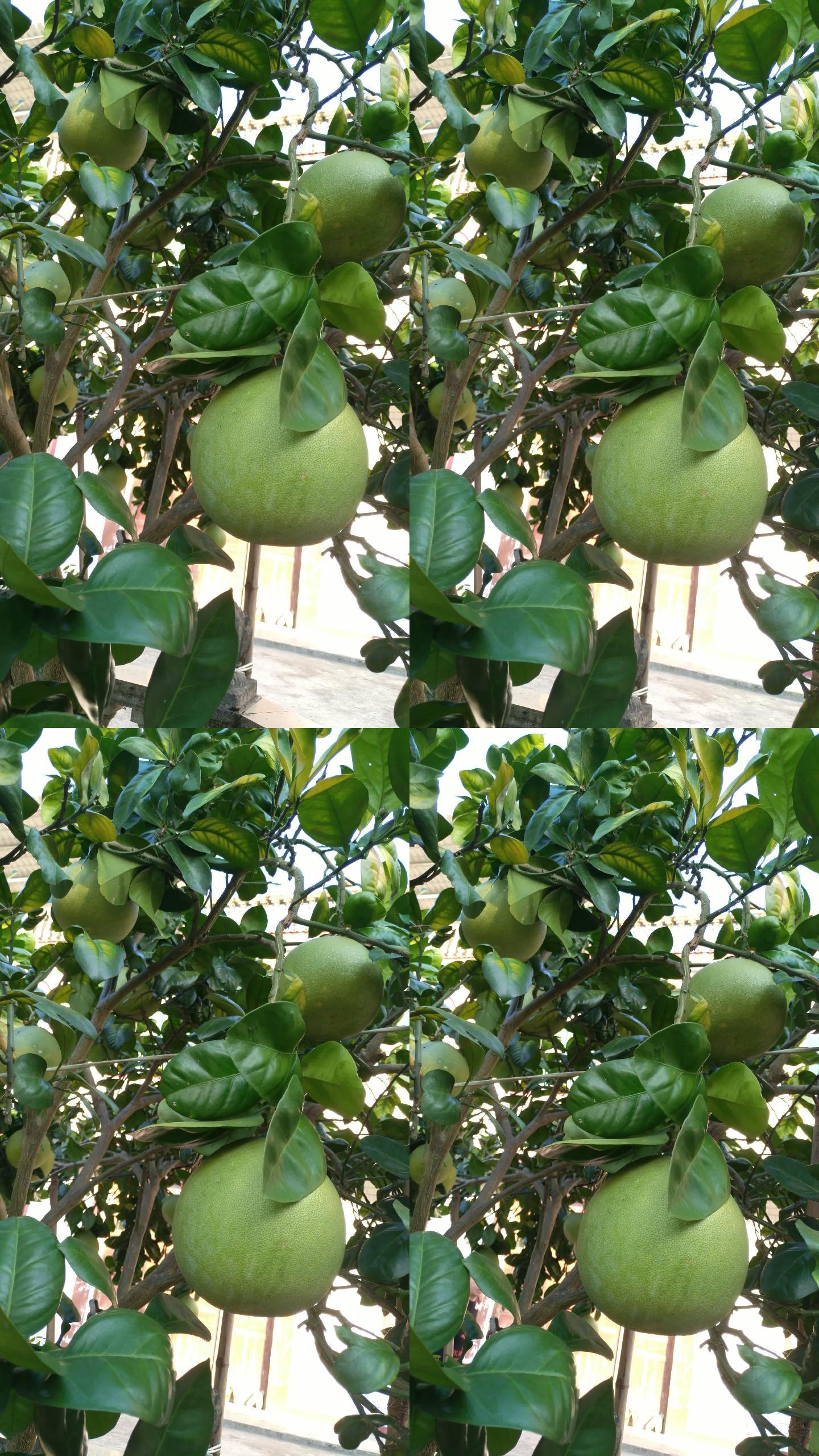 柚子树丰收果实4K实拍视频
