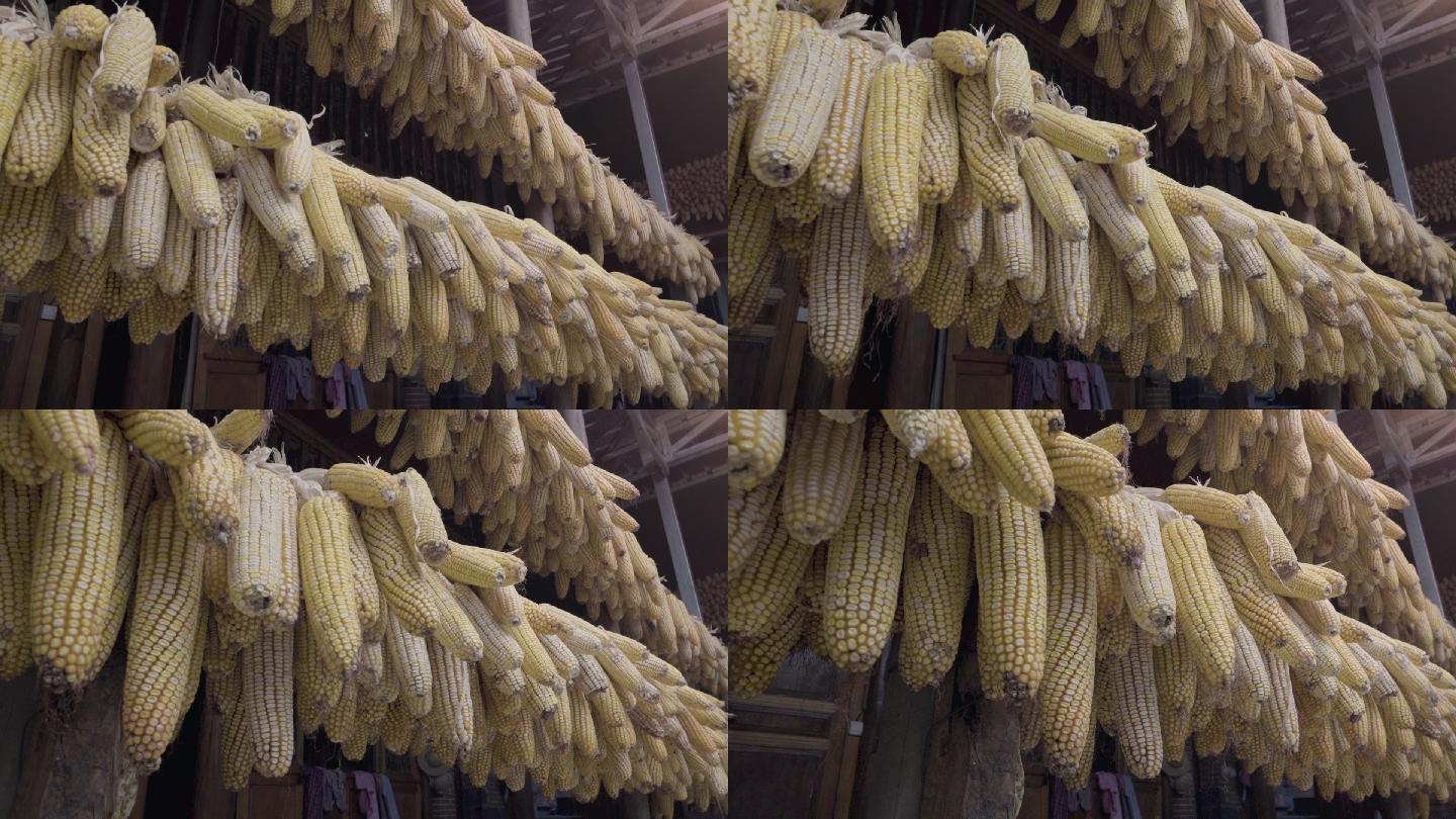 农村玉米视频素材