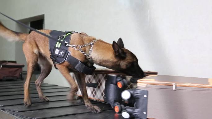 警犬缉毒犬搜救犬训练