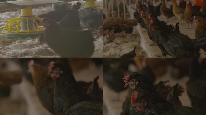 现代农业鸡场养殖鸡进食J
