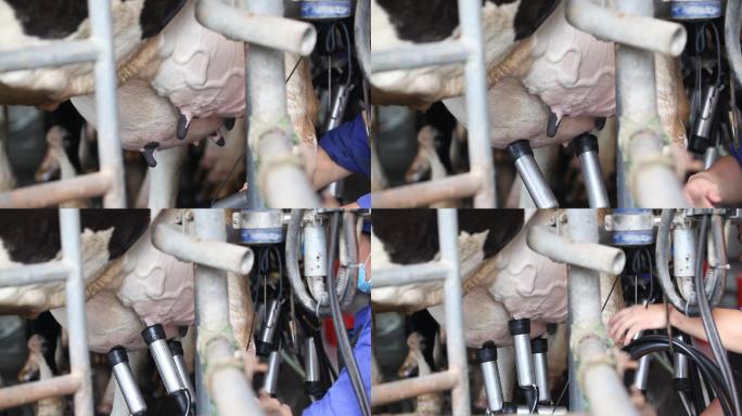 硕大的乳房奶牛场半自动化机械挤奶