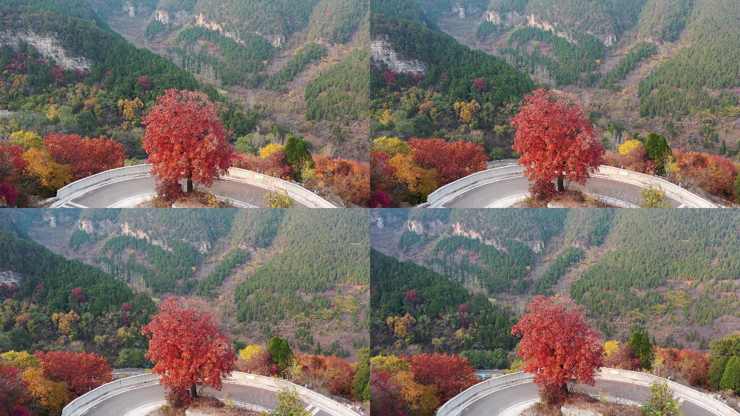 山东青州市仰天山森林公园秋季风光