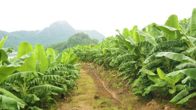 东方小桂林俄贤岭山水绿色森林植被河流9