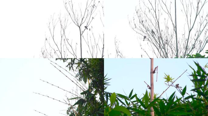 小鸟鸟叫声树梢上的小鸟自然环保鸟语花香