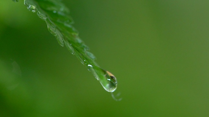 水滴落下、水滴落在花瓣上