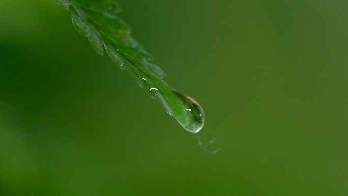 水滴落在花瓣上 树叶滴水  水滴叶子