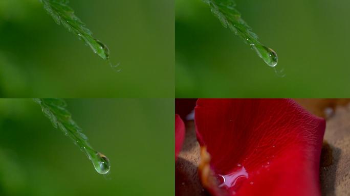 水滴落在花瓣上 树叶滴水  水滴叶子
