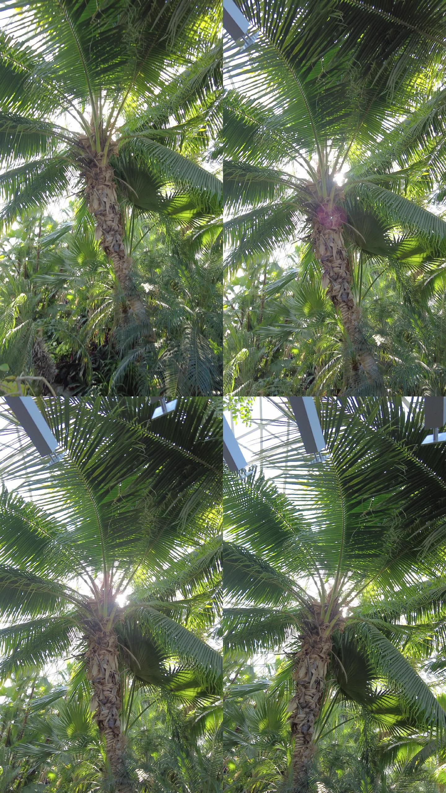 棕榈树  椰子树