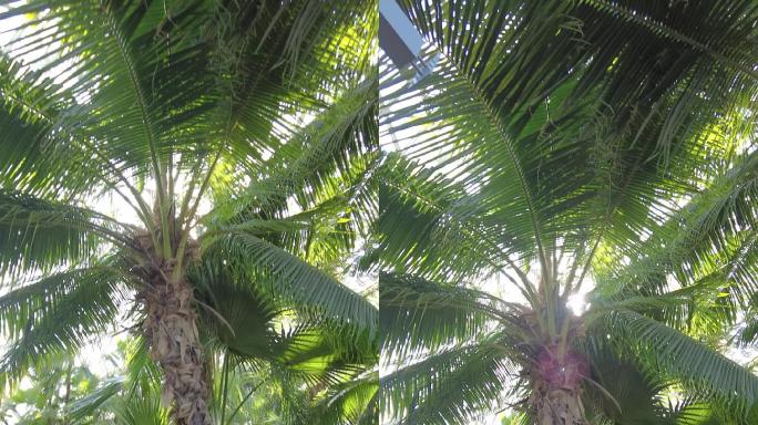 棕榈树  椰子树