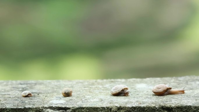 一排排蜗牛爬行