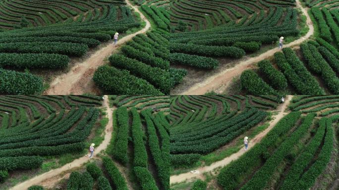 茶山 农田