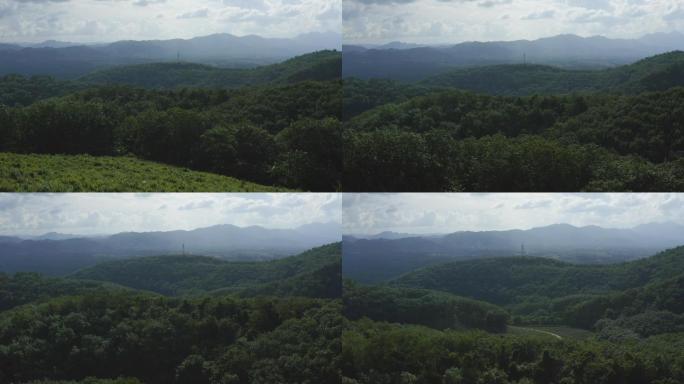 白沙绿茶园陨石坑的茶叶种植园3