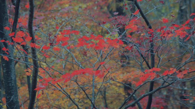 秋天树林里的红色枫叶
