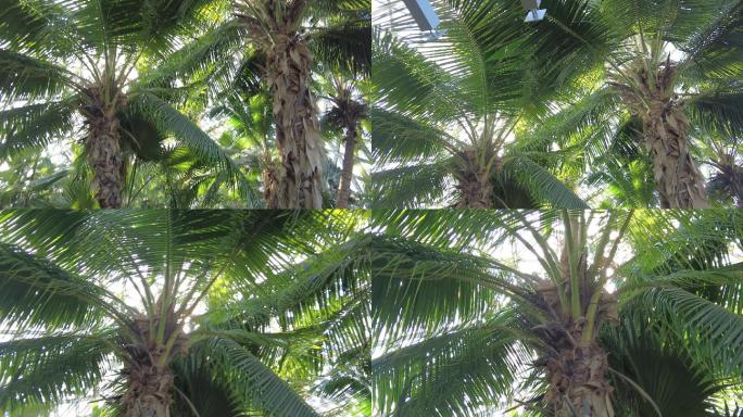 棕榈树 椰子树