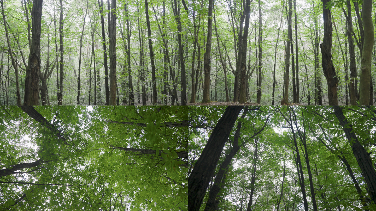【4K】森林素材，高耸如云，挺拔大树