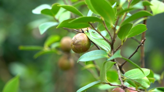 油茶籽