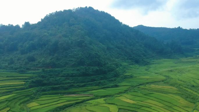 巴泽梯田