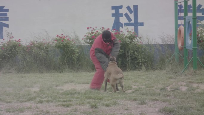 警犬训练