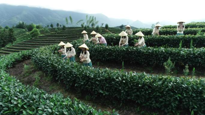 茶田 梯田