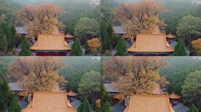 山东济南淌豆寺秋季的银杏树