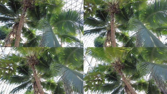 棕榈树 椰子树
