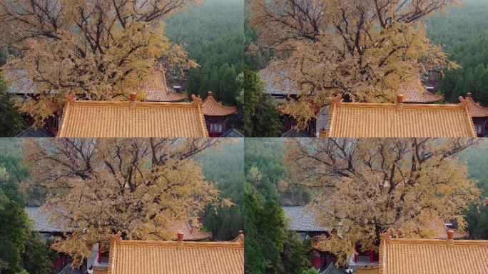 济南淌豆寺秋季的银杏