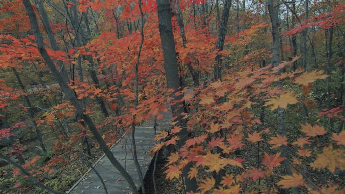 秋天树林里的红色枫叶