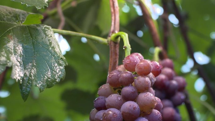 葡萄 水果 采摘 种植 葡萄成熟