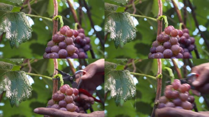 葡萄 水果 采摘 种植 葡萄成熟