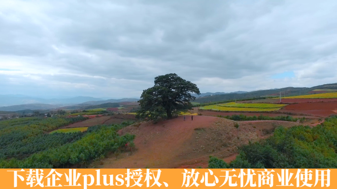 大树视频云南东川红土地上神树