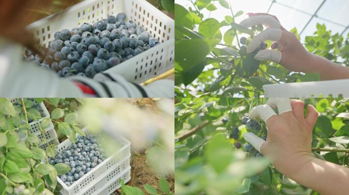【合集】蓝莓采摘农民采摘蓝莓掉落蓝莓树蓝