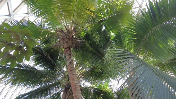 棕榈树 绿树林