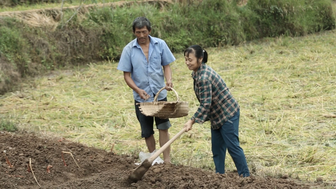 狗陪伴老两口菜园种地播种