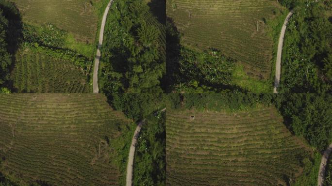 白沙绿茶园陨石坑的茶叶种植园19