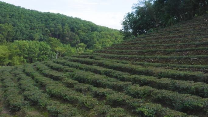 白沙绿茶园陨石坑的茶叶种植园18