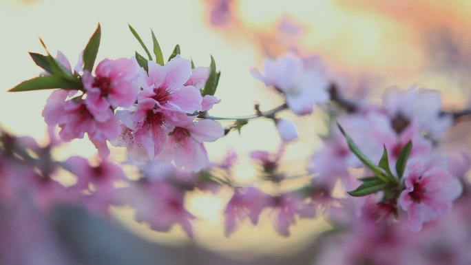 桃花盛开唯美空镜