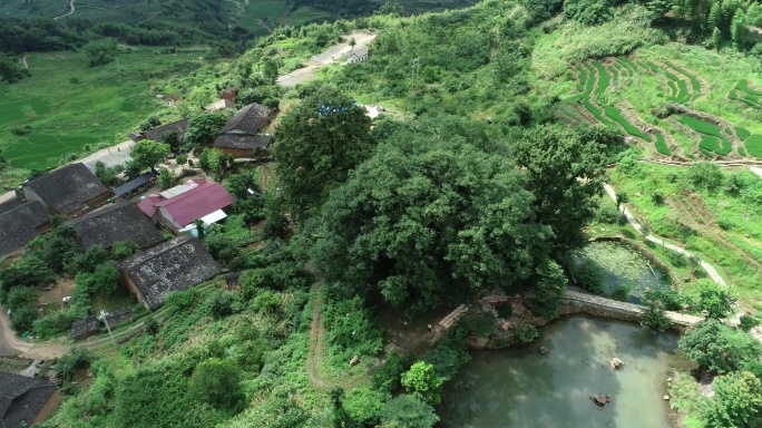 古树 古村落