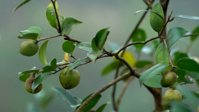 油茶籽