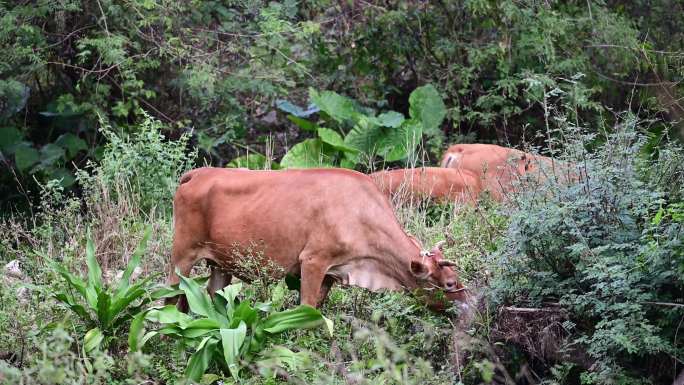 牛黄牛水牛牛在吃草
