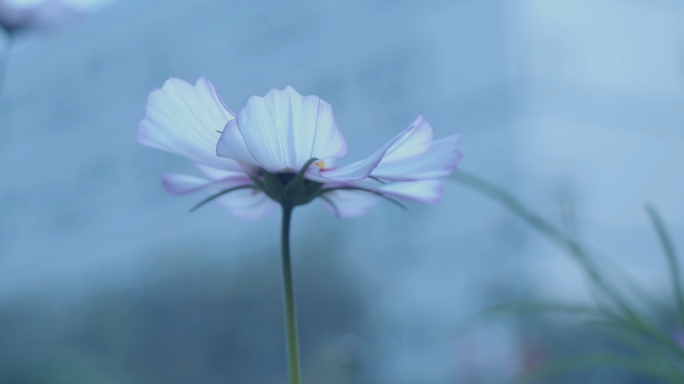 4K60帧超高清花草素材拍摄