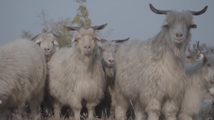 山羊羊群电影画质4k60p