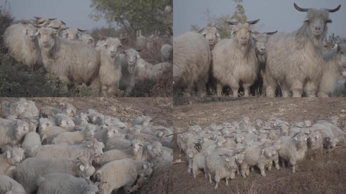 山羊羊群电影画质4k60p