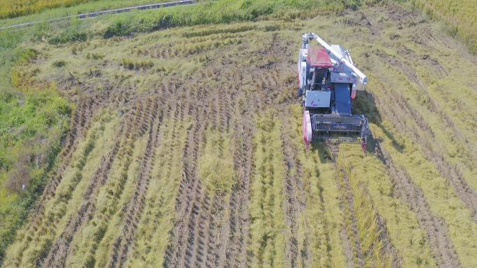 稻田金色稻田，丰收收割，秋天田地