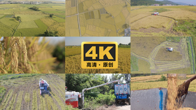 稻田金色稻田，丰收收割，秋天田地