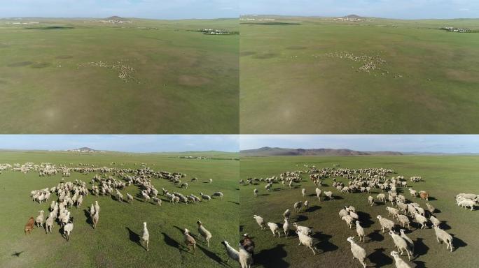 羊群航拍 牧羊