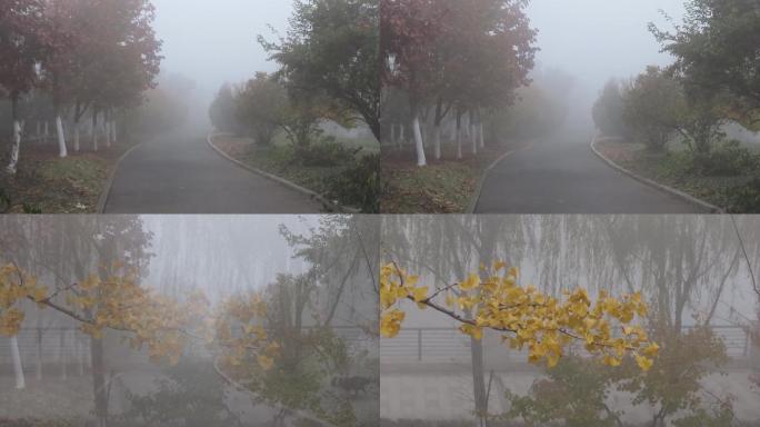 公园秋雾