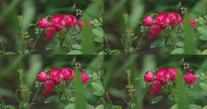 各种花儿拍照技巧视频(各种花儿拍照技巧视频教程)